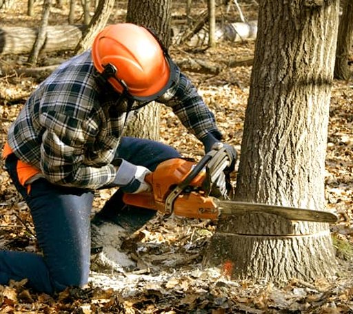 Tree Removal in Lookout, CA